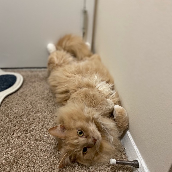 Meet your Posher, Anna - Picture 11 of 12